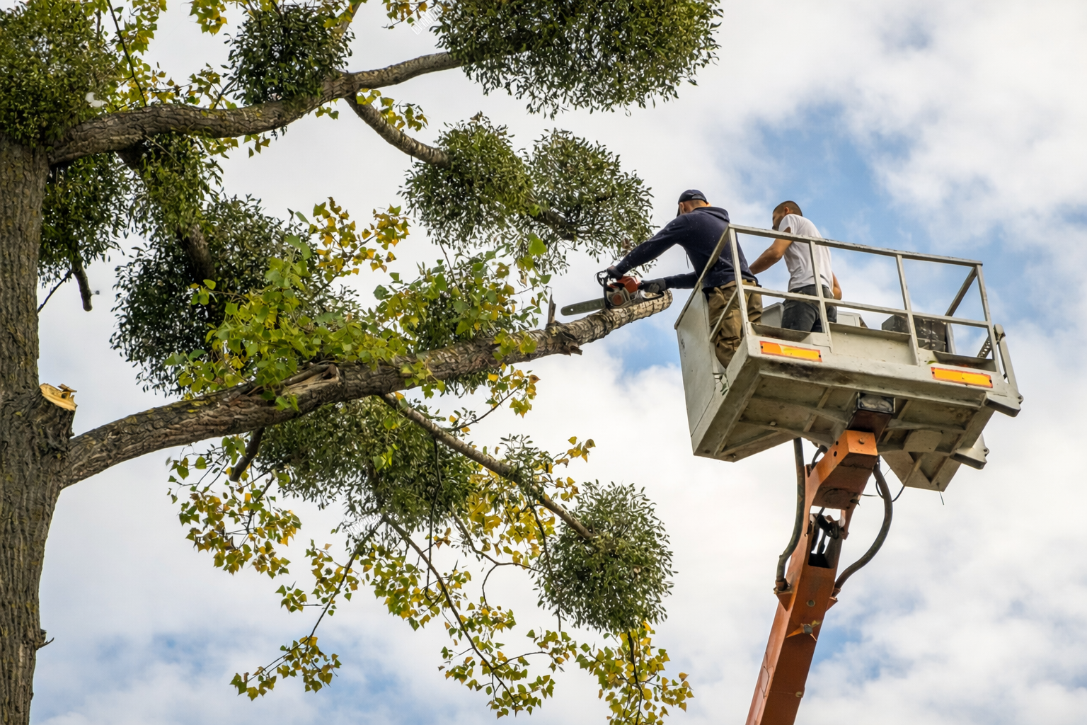 Tree Service